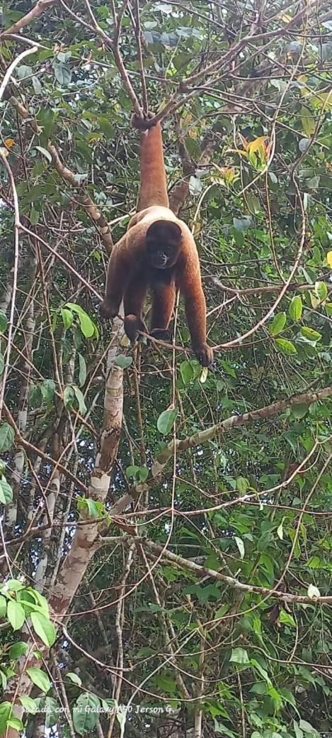 Camungo Lodge In Indigenous Community All Inclusive Nauta エクステリア 写真